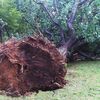 Hundreds Of Trees Damaged After Last Night's Storm